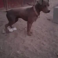 سگ پیت بول|سگ|اشکذر, |دیوار