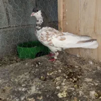 یال قهوه ای|پرنده|کوه چنار, |دیوار