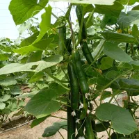 خیار گلخانه ای