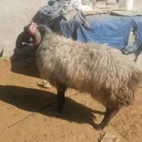 فروش قوچ بذری درج یک