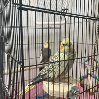 عروس هلندی مولد