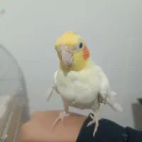 عروس هلندی نر سخنگو و دستی