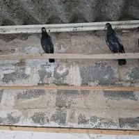 دو جفت جوجه پاکستانی