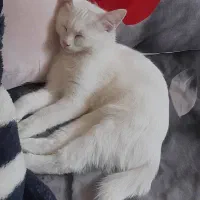 گربه خانگی سفید برفی