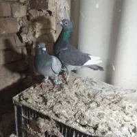 کبوتر پلاکی