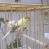 قناری دورگ سوپری|پرنده|کهریزک, |دیوار