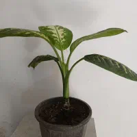 حراج گل دیفن باخیا فیکوس بنجامین