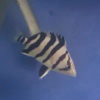 ماهی سوماترا