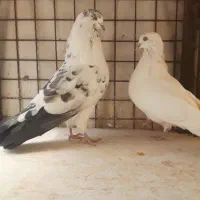 چندجفت کبوترخوب برای جفت کردن هم خال وهم پرش|پرنده|تهران, خلازیر|دیوار