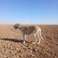 سگمادهسرابی|سگ|قیدار, |دیوار