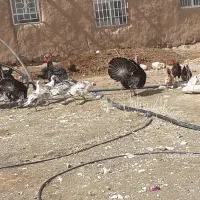 بوقلمون|پرنده|بزینه رود, |دیوار