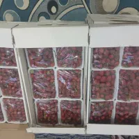 توت فرنگی مصرف خانگی عمده|خوردنی و آشامیدنی|اهواز, کیان اباد|دیوار