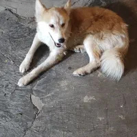 سگ پیدا شده|حیوانات|آمل, |دیوار