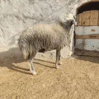 قوچ گله|حیوانات مزرعه|نوبران, |دیوار