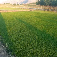 نشان برنج