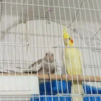 عروس هلندی