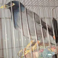 مرغ مینا سخنگو پاکستانی