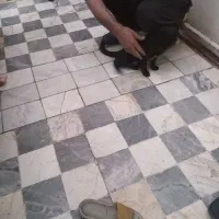 گربه سیاه مذکر