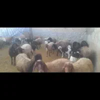 میش و بره|حیوانات مزرعه|زاغه, |دیوار