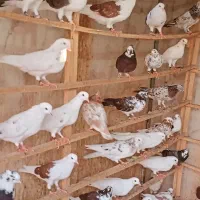 جوجه کبوتر|پرنده|ری, شهید بهشتی|دیوار