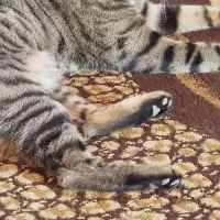 واگذاری گربه خانگی|گربه|شیراز, بید زرد|دیوار