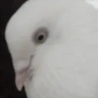 کبوتر پرشی|پرنده|کرج, بنیاد|دیوار