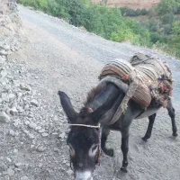 الاغ نر خر|حیوانات مزرعه|سنندج, |دیوار