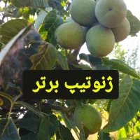 نهال گردو اصلاح شده|گل و گیاه طبیعی|نهاوند, |دیوار