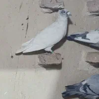 فروش لماسی پلاکی نر دو جفت سینه خوشکل سینه سرخ