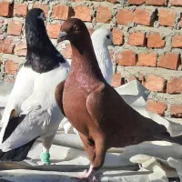 فروشی موقعیت خاش