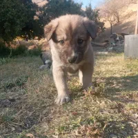 سگ ننه بابا دار خوب|سگ|تهران, سوهانک|دیوار