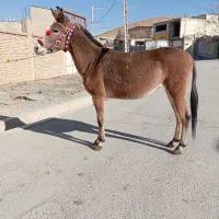 فروش 15راس قاطر