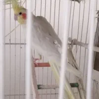 عروس هلندی معاوضه با قناری