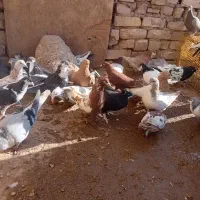 ۳۰ عدد رنگی قیمت مناسب|پرنده|بشاریات, |دیوار