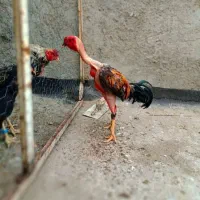 خروس افقانستان