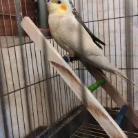 عروس هلندی|پرنده|قدس, شهر‌قدس|دیوار