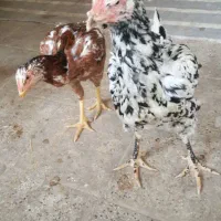 مرغ لاری همراه جوجه گلپایگان