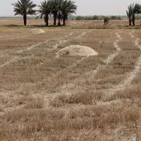 کاه درجه یک