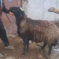 قوچ قمرقاشقا|حیوانات مزرعه|هیر, |دیوار