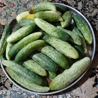 خیار محلی . آبغوره
