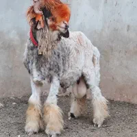 کاوه قوچ شاخی درجه یک روزگاری