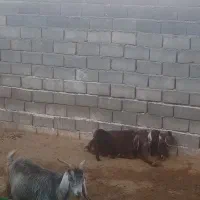 بز بزغاله دار