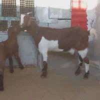 بز وبزغاله نر|حیوانات مزرعه|کارزان, |دیوار