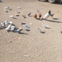 ۵۰ یا۶۰تا‌کفتر‌درجه‌یک‌پرشی‌وبازی‌دار|پرنده|شراء, |دیوار