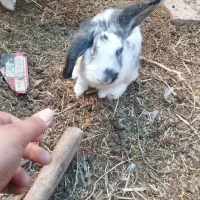 خرگوشه خونی|موش و خرگوش|زابل, |دیوار