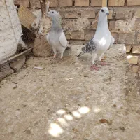 کبوتر نسل خوب قیمت مناسب