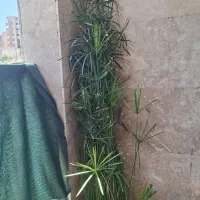 نخل مرداب