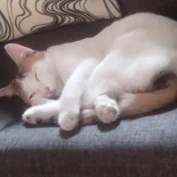 واگذاری رایگان گربه ماده|گربه|کرج, شهرک یاس شمالی|دیوار