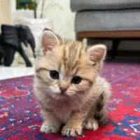 گربه بریتیش تبی گلد