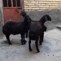 بره نر قزل لخت|حیوانات مزرعه|سارال, |دیوار